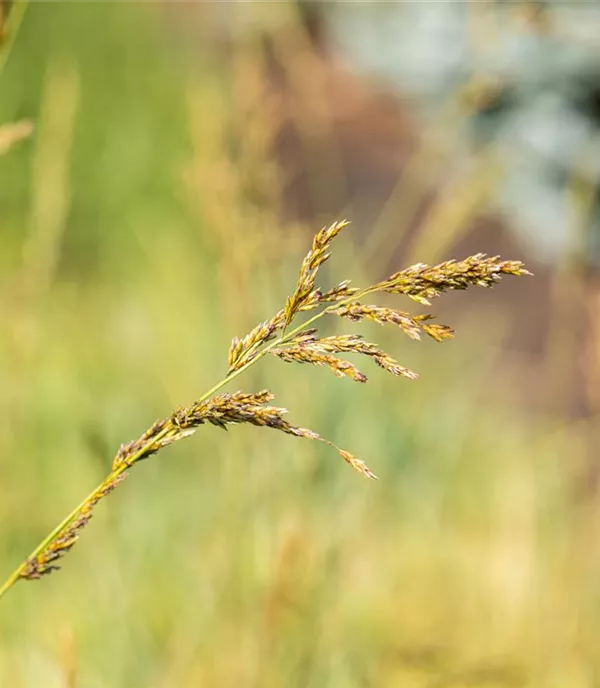 Molinia arundinacea 'Windspiel'