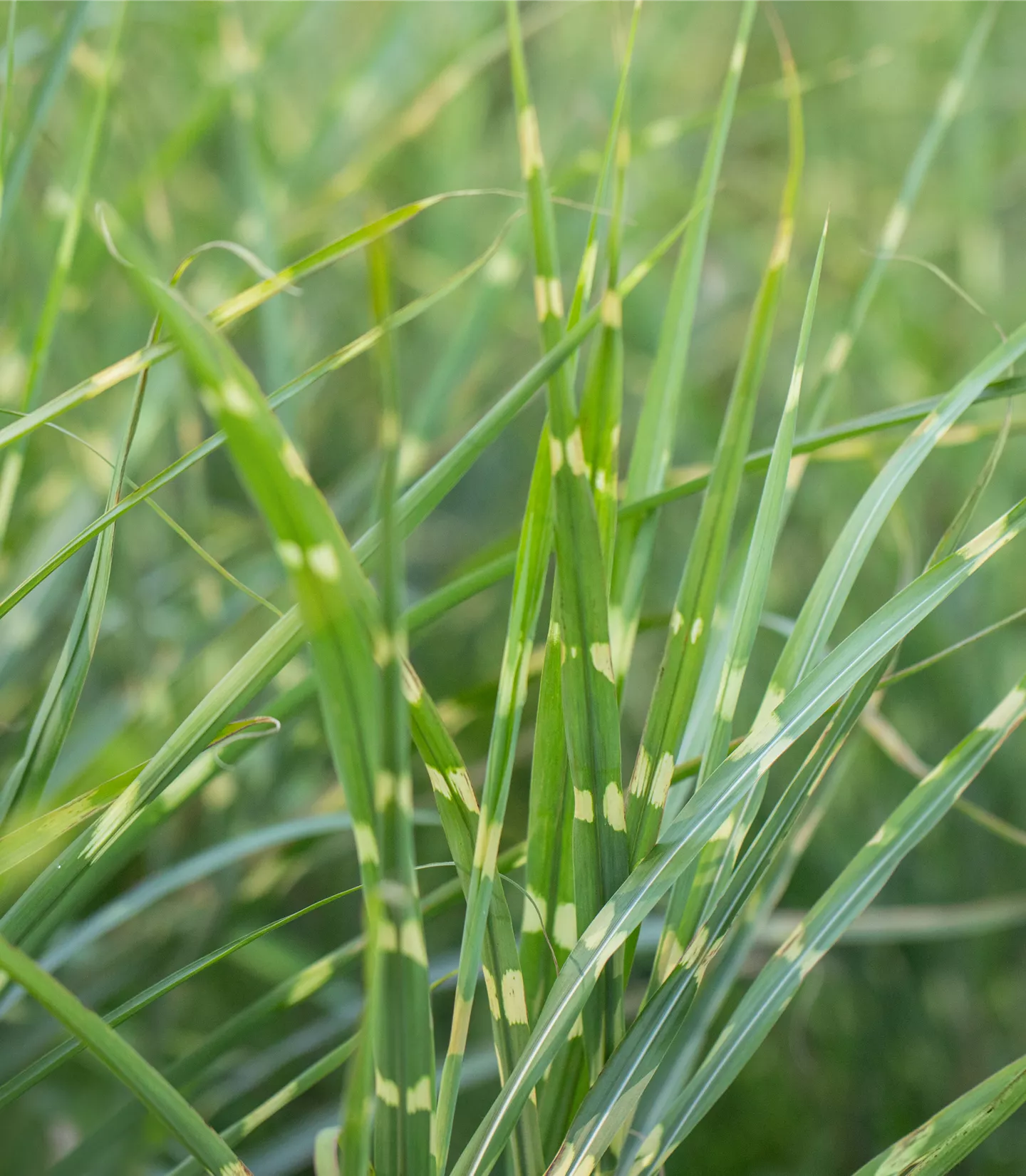 Miscanthus sinensis 'Zebrinus'