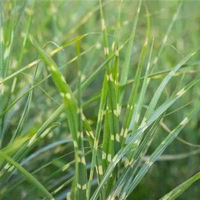 Topfgrösse 1 Liter - Eulalie, Chinaschilf - Miscanthus sinensis 'Zebrinus'