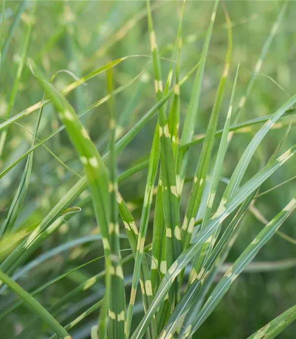 Miscanthus sinensis 'Zebrinus'