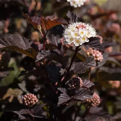 Container 70 - 80 - Blasenspiere - Physocarpus opulifolius 'Diabolo'