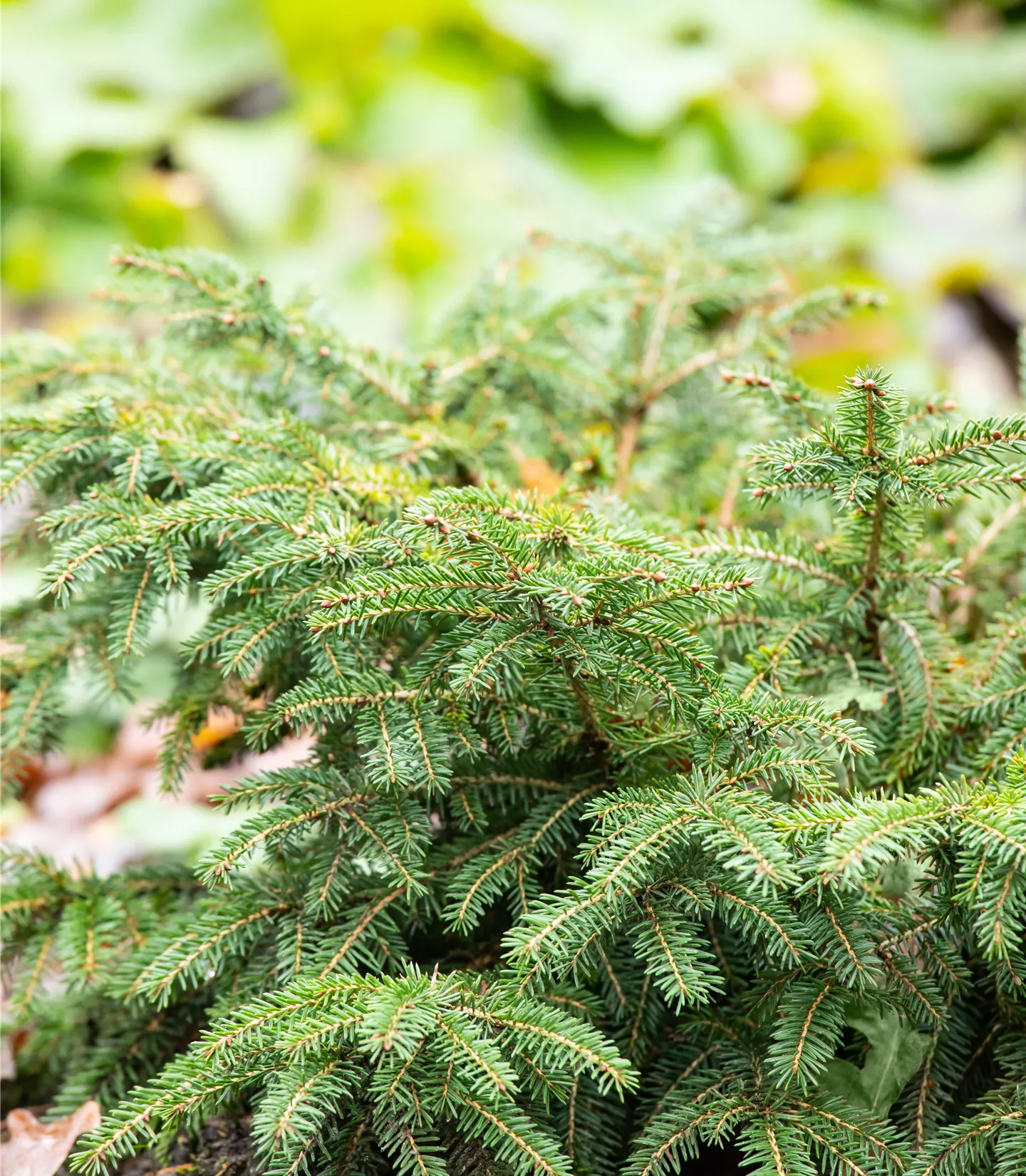 Picea abies 'Nidiformis'