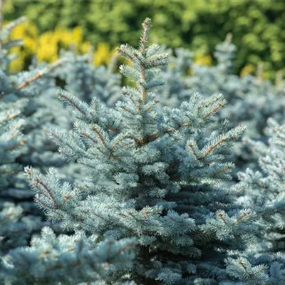 im Container 40 - 50 - Silberfichte, Blautanne - Picea pungens 'Glauca Globosa'