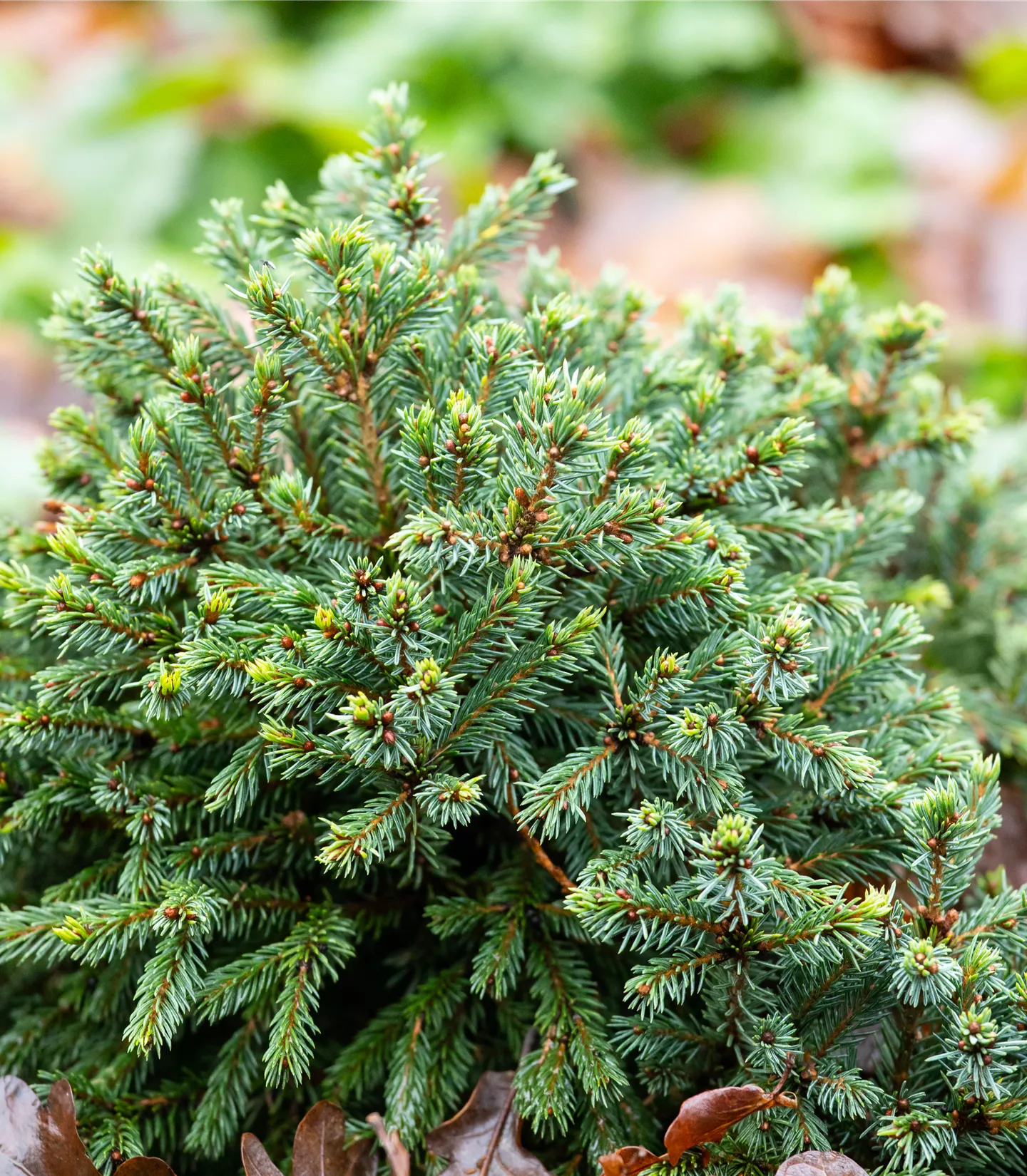 Picea glauca 'Echiniformis'