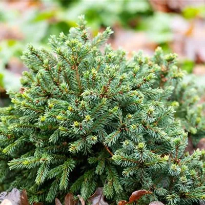 im Container 30 - 35 - Kanad. Fichte - Picea glauca 'Echiniformis'