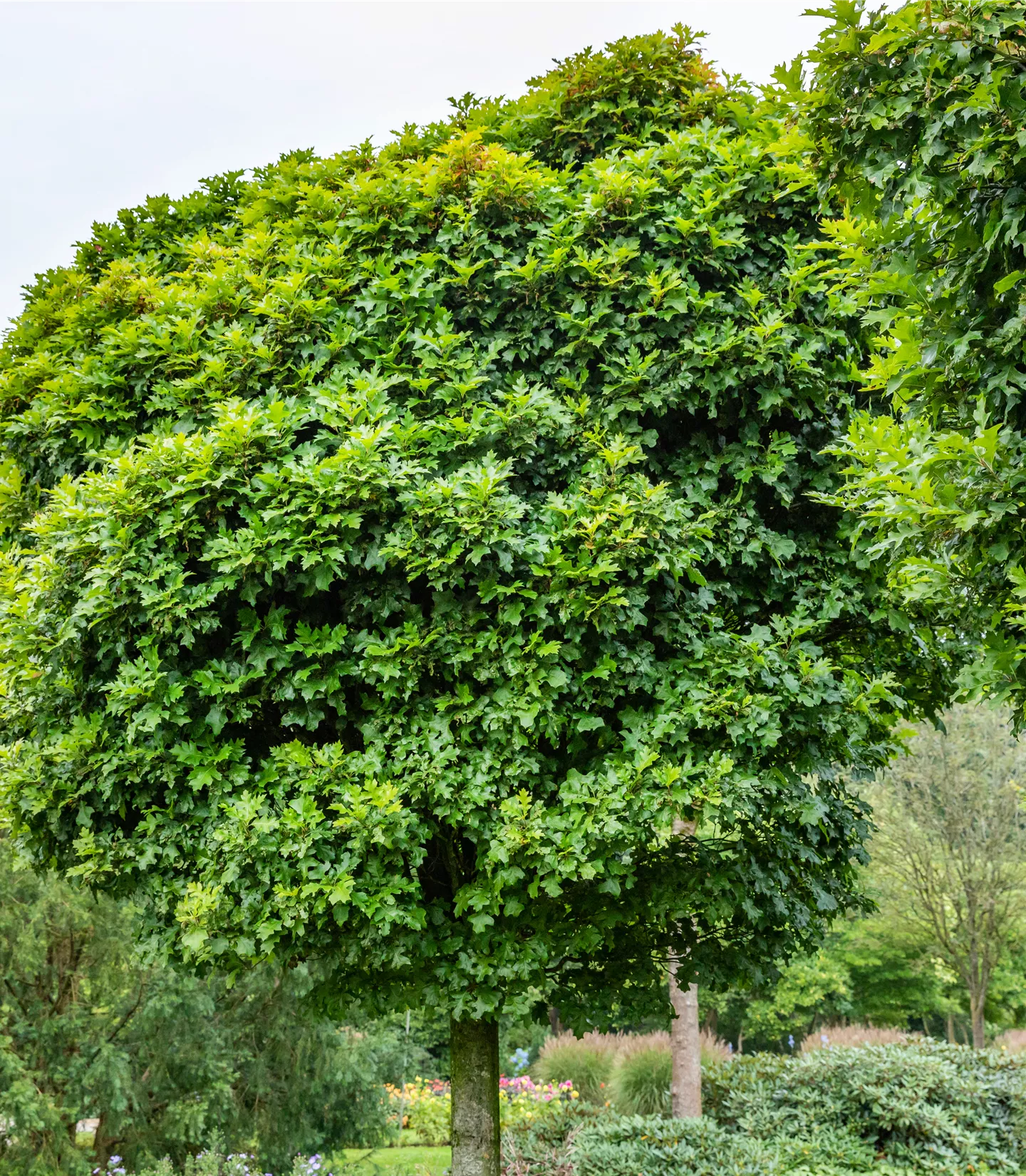 Quercus palustris 'Green Dwarf'