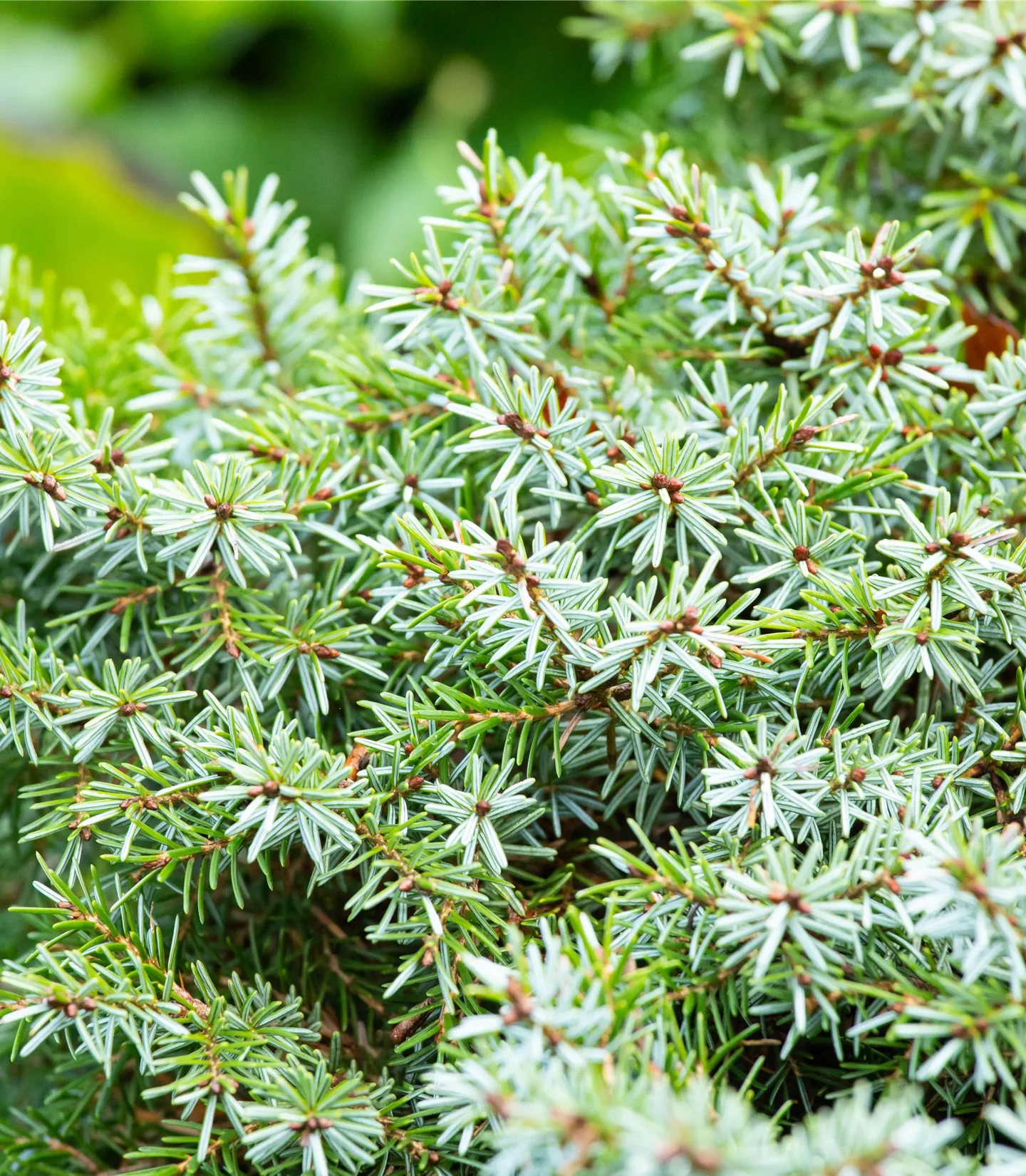 Picea omorika 'Nana'