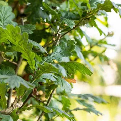 im Container 125 - 150 - Stieleiche, Säuleneiche - Quercus robur 'Fastigiata'