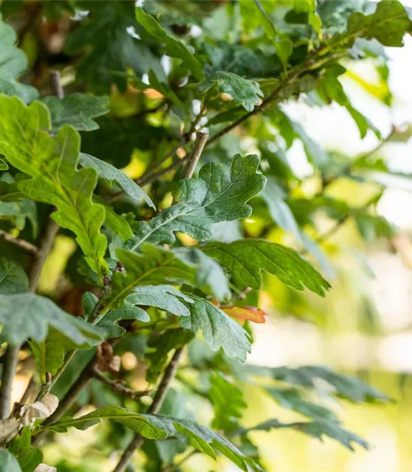 Quercus robur 'Fastigiata'