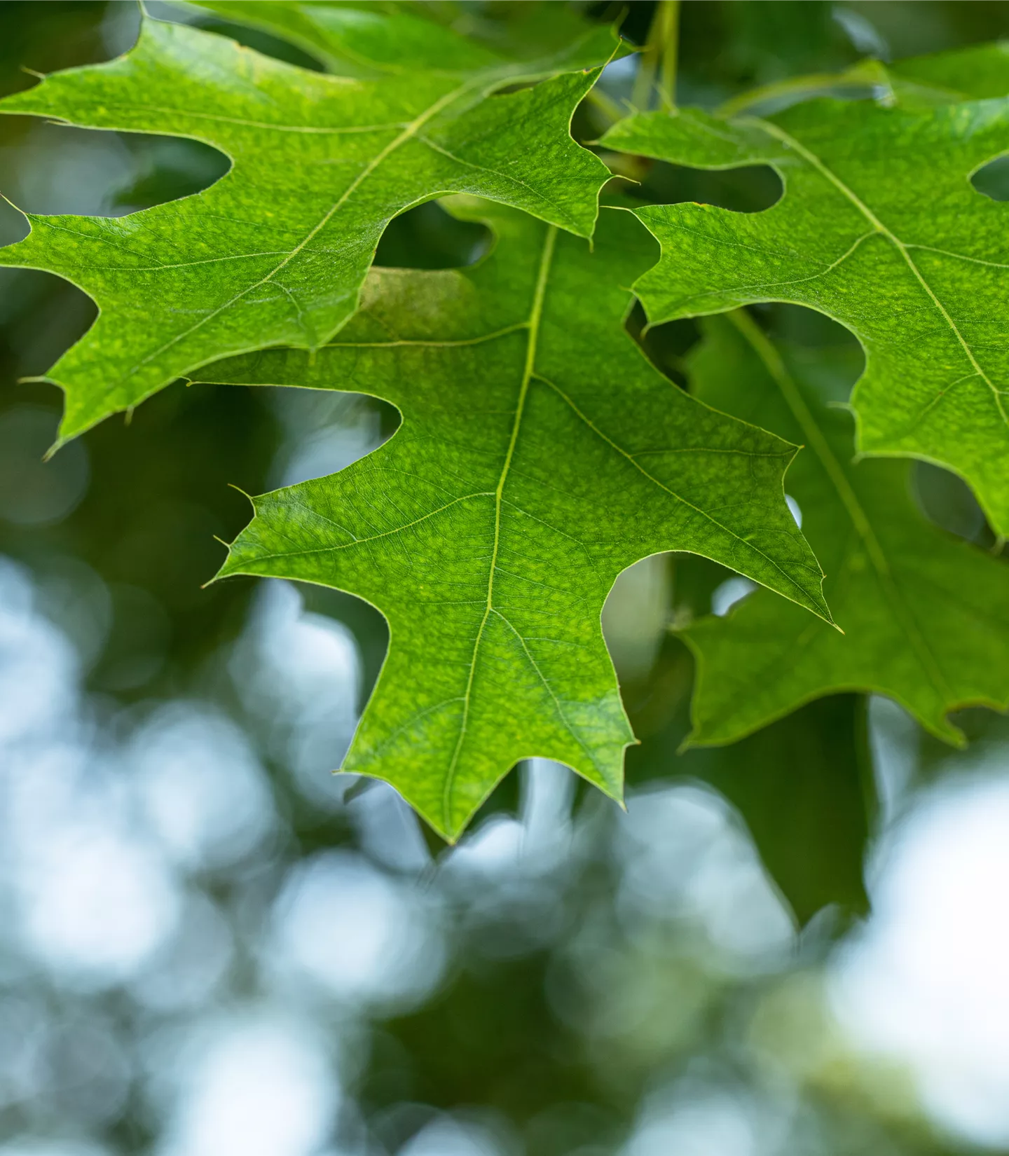 Quercus rubra