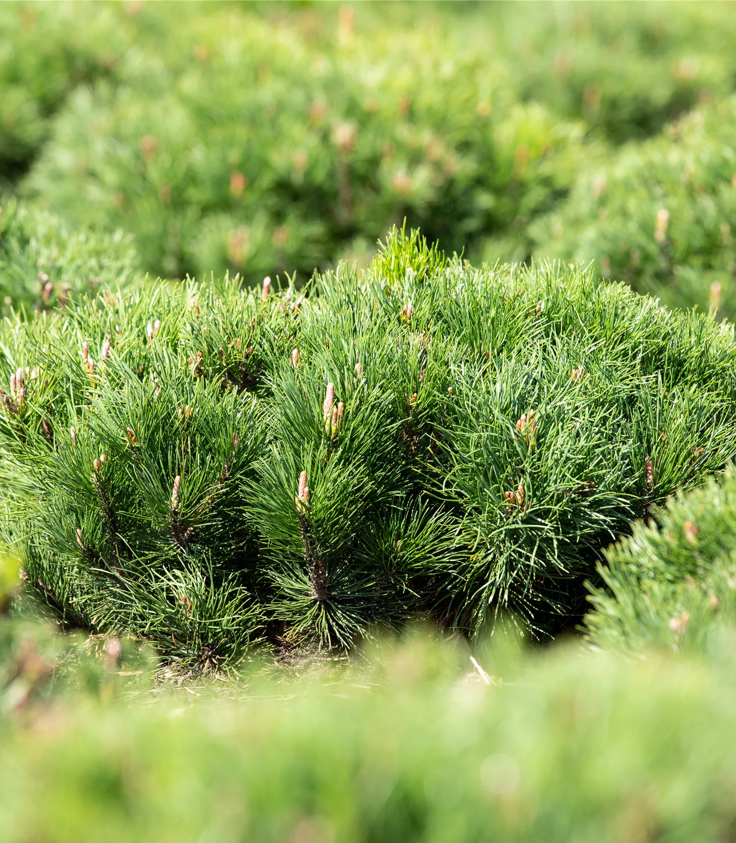 Pinus mugo var. pumilio