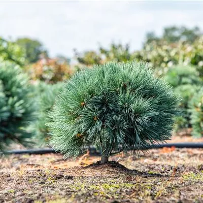 Bonsai - Mädchenkiefer 'Bonsai' - Pinus parviflora 'Bonsai'