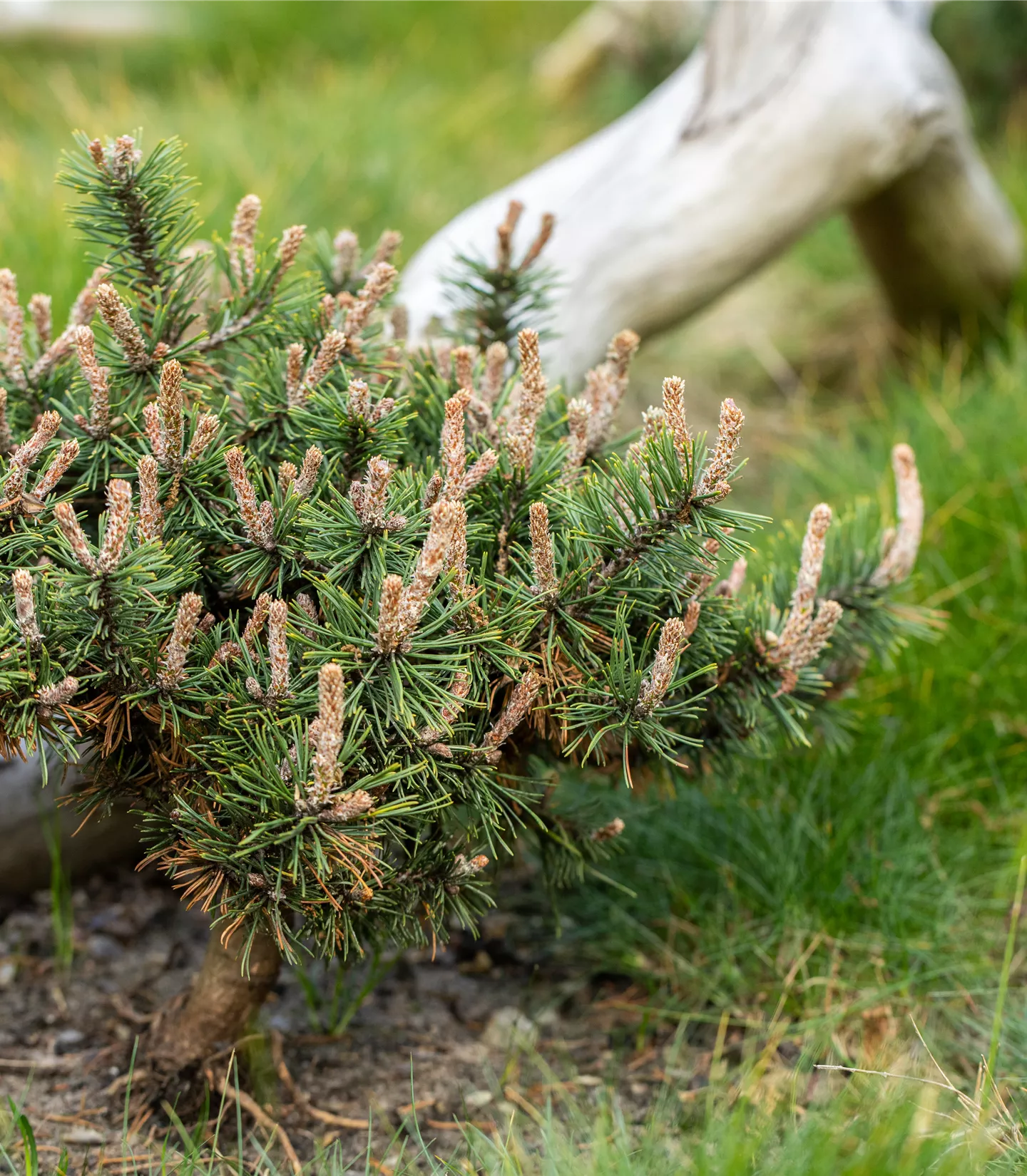 Pinus nigra 'Pierrick Brégeon'