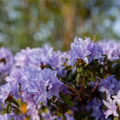 im Container 20 - 25 - Rhododendron - Rhododendron impeditum