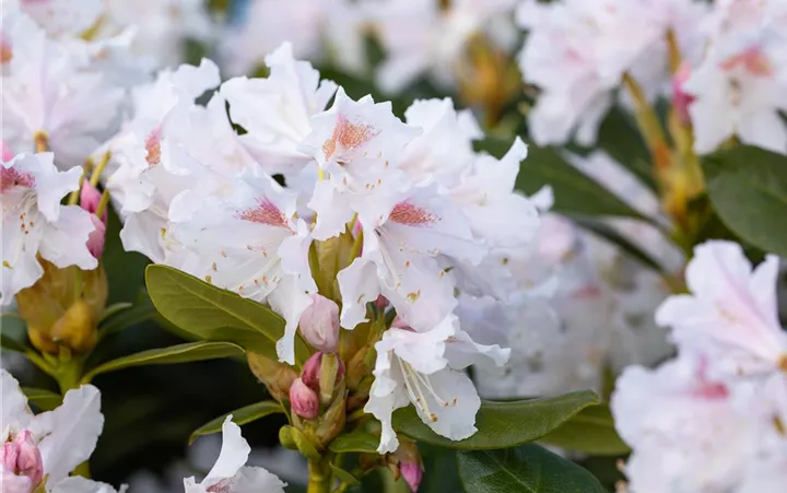 Rhododendron 'Cunningham´s White'