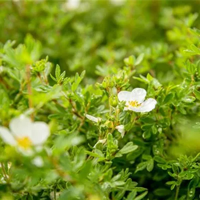 Topfgrösse 4 Liter - Fingerstrauch - Potentilla fruticosa 'Abbotswood'