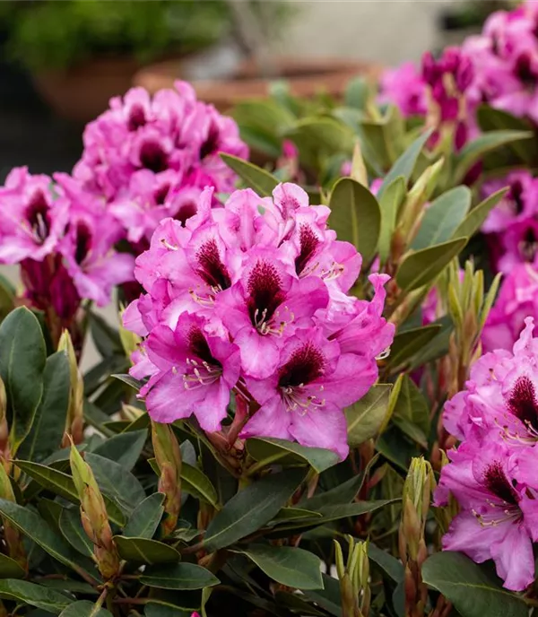 Rhododendron (Ponticum-Gruppe) 'Kokardia'