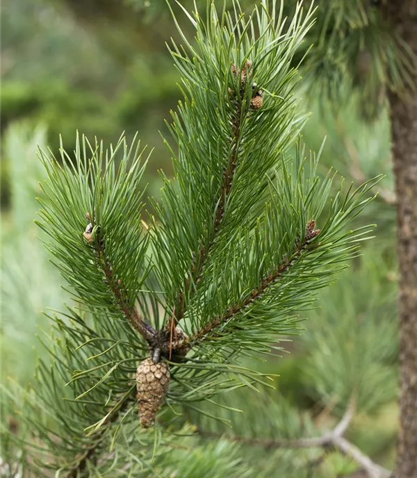 Pinus sylvestris