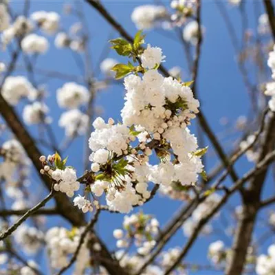 Hochstamm mit Ballen Stammumfang 12 - 14cm - Vogelkirsche - Prunus avium 'Plena'