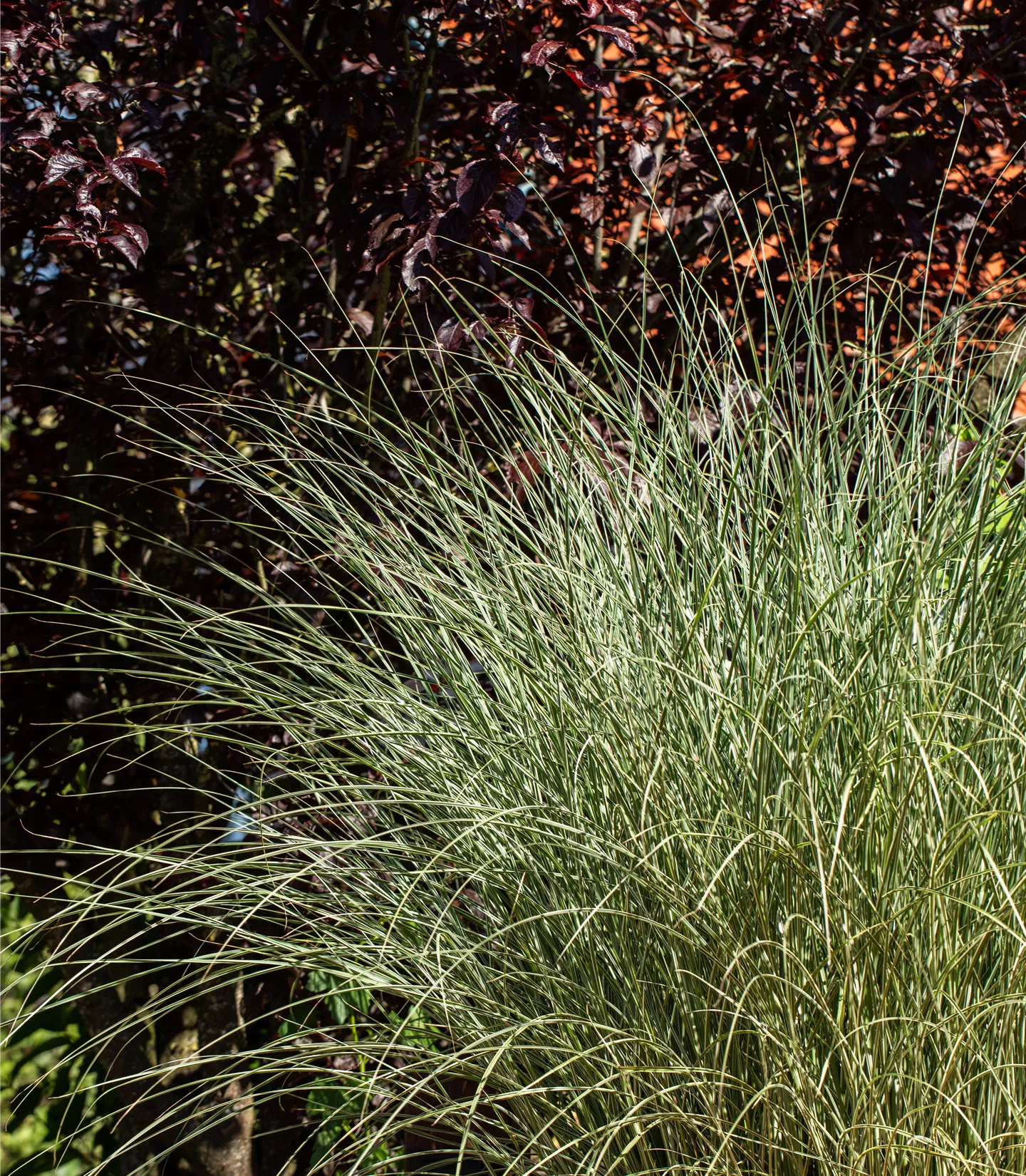 Miscanthus sinensis 'Morning Light'