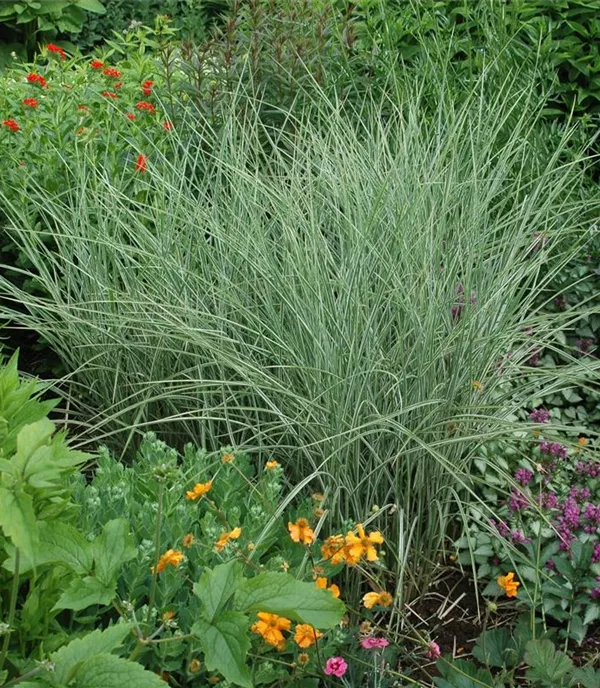 Miscanthus sinensis 'Variegatus'