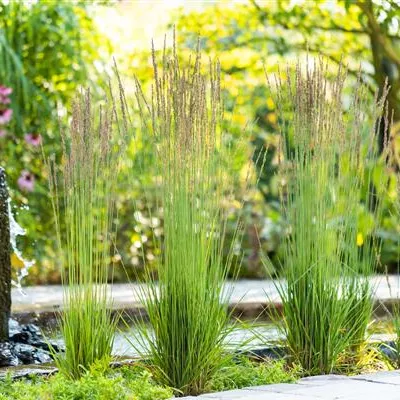 Topfgrösse 0.5 Liter - Pfeifengras - Molinia caerulea 'Moorhexe'