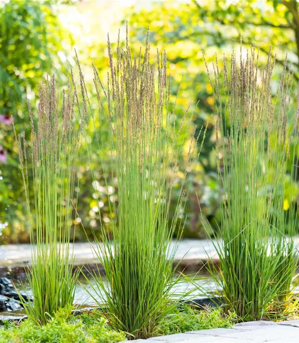 Molinia caerulea 'Moorhexe'