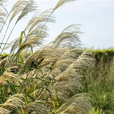 Topfgrösse 3 Liter - Riesenschilf - Miscanthus giganteus (x)