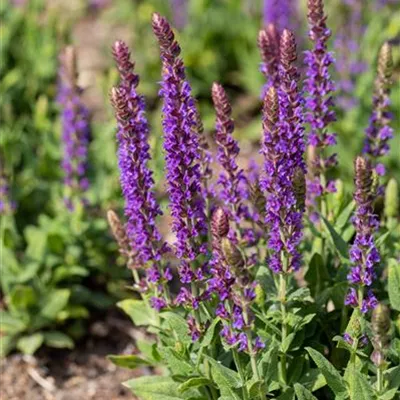 Topfgrösse 0.5 Liter - Salbei - Salvia nemorosa 'Ostfriesland'