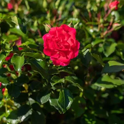 im Container - Bodendeckerrose 'Bernensis'® - Rosa (Bodendeckerrose) 'Bernensis'