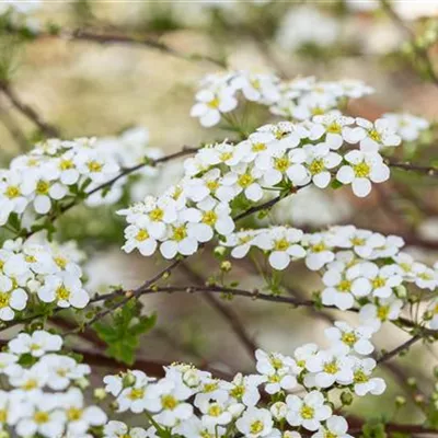 Container 70 - 80 - Spierstrauch - Spiraea vanhouttei (x)