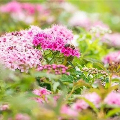 Topfgrösse 4 Liter - Spierstrauch - Spiraea japonica 'Little Princess'