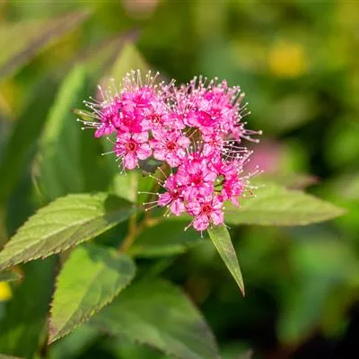 Topfgrösse 4 Liter - Spierstrauch - Spiraea japonica 'Shirobana'