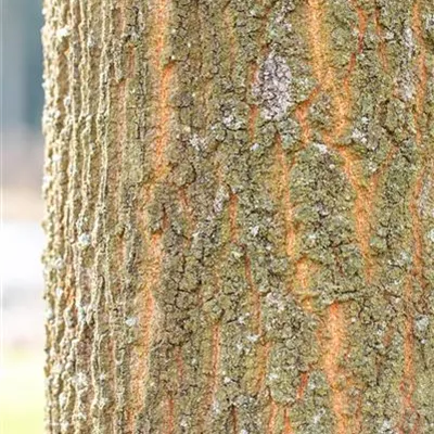 Hochstamm mit Ballen Stammumfang 12 - 14cm - Zerreiche, Türkische Eiche - Quercus cerris