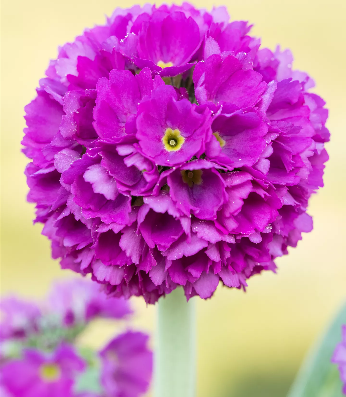 Primula denticulata