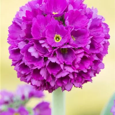 Topfgrösse 0.5 Liter - Kugelprimel - Primula denticulata