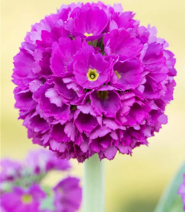 Primula denticulata