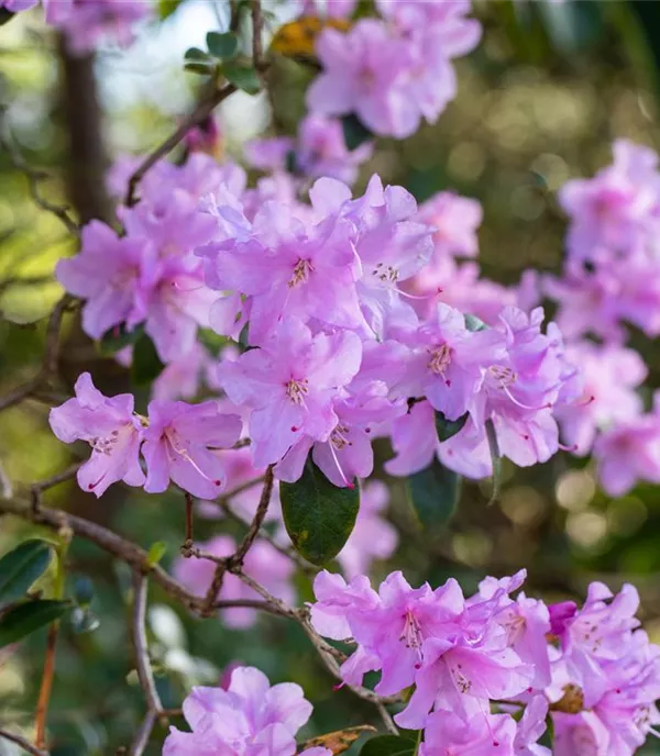 Rhododendron praecox