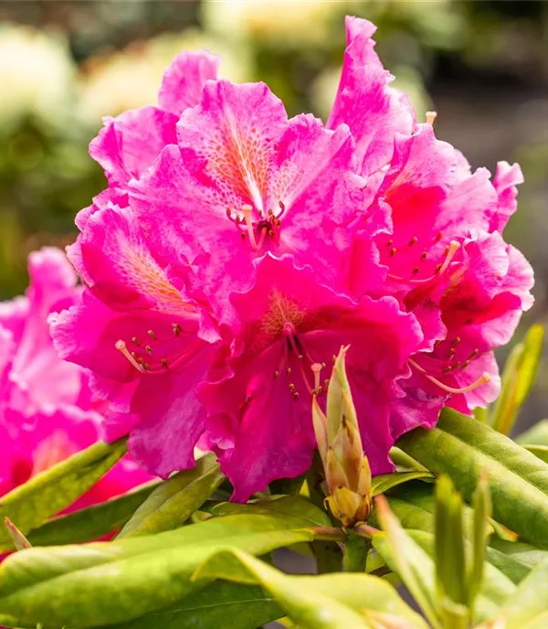 Rhododendron 'Old Port'