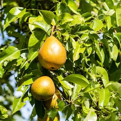 Pyramide wurzelnackt - Birne 'Kaiser Alexander' - Pyrus (Birne) 'Kaiser Alexander'