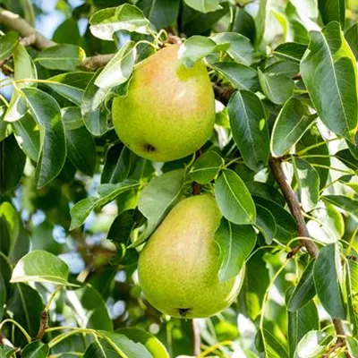 Pyramide wurzelnackt - Winterbirne 'Comice' - Pyrus (Birne) 'Comice'