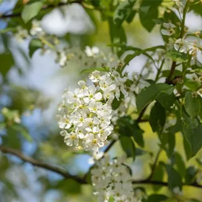 Hochstamm mit Ballen Stammumfang 12 - 14cm - Traubenkirsche - Prunus padus