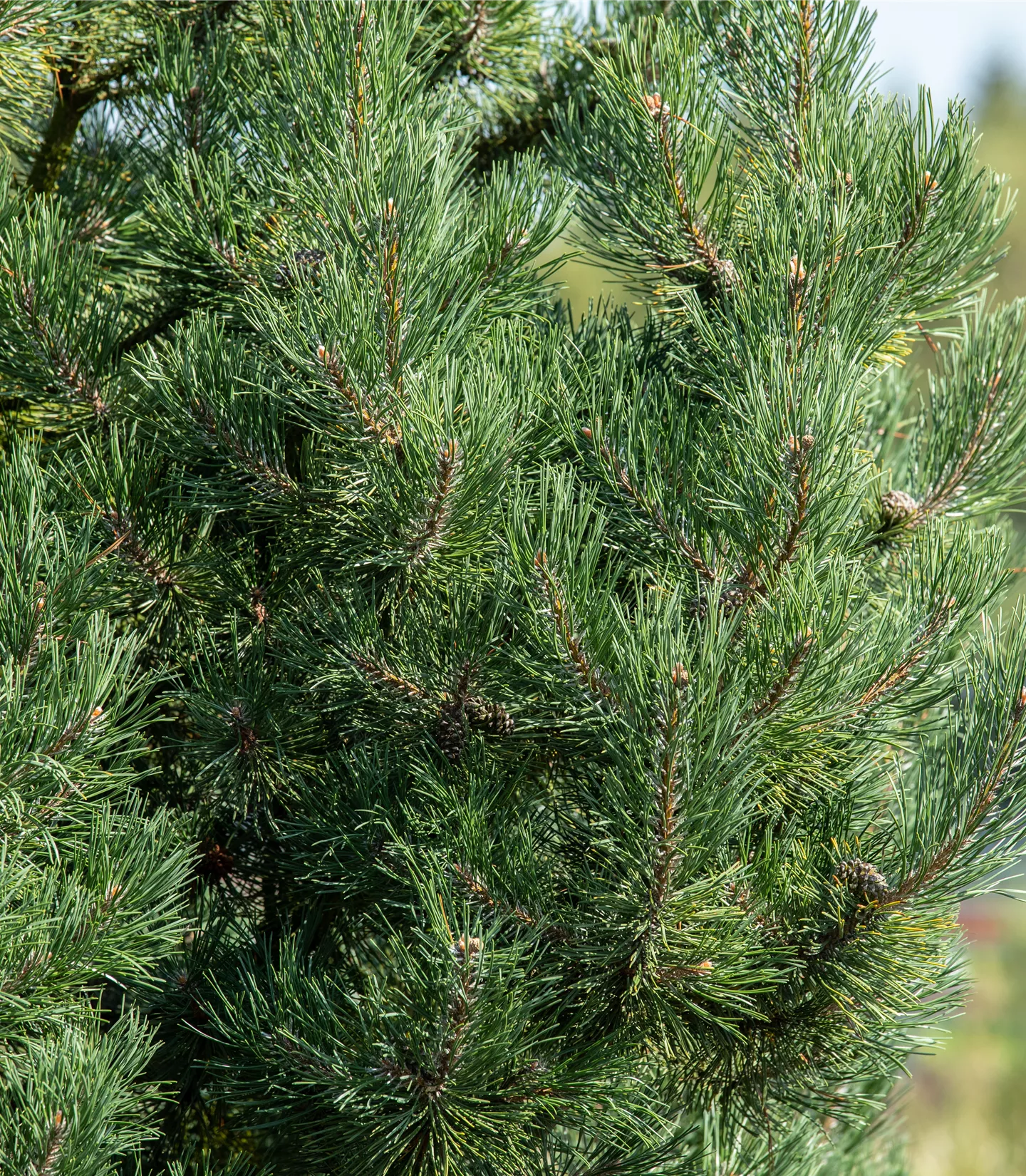 Pinus sylvestris 'Watereri'