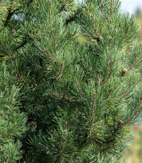 Pinus sylvestris 'Watereri'