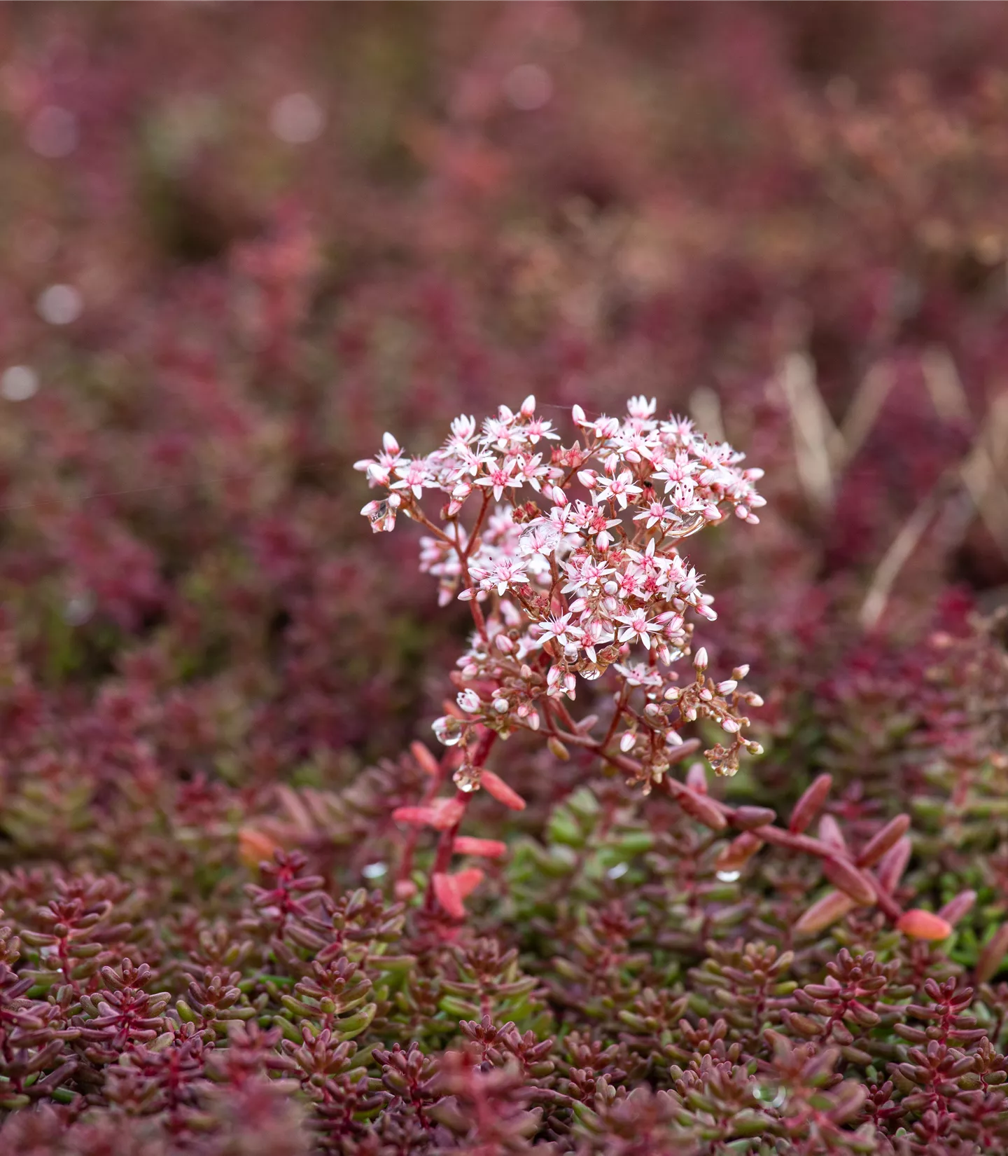 Sedum album 'Murale'