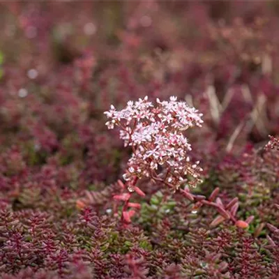 Topfgrösse 0.5 Liter - Weisser Mauerpfeffer - Sedum album 'Murale'