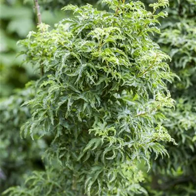 Container 50 - 60 - Japan. Ahorn, Fächerahorn - Acer palmatum 'Shishigashira'