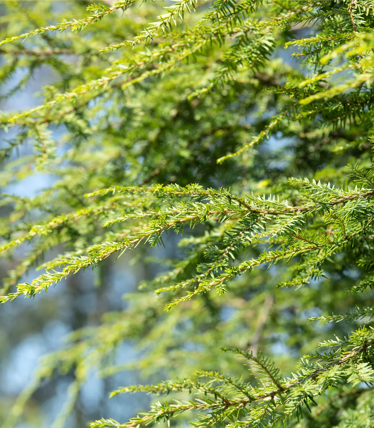 Taxus baccata 'Dovastonii Aurea'