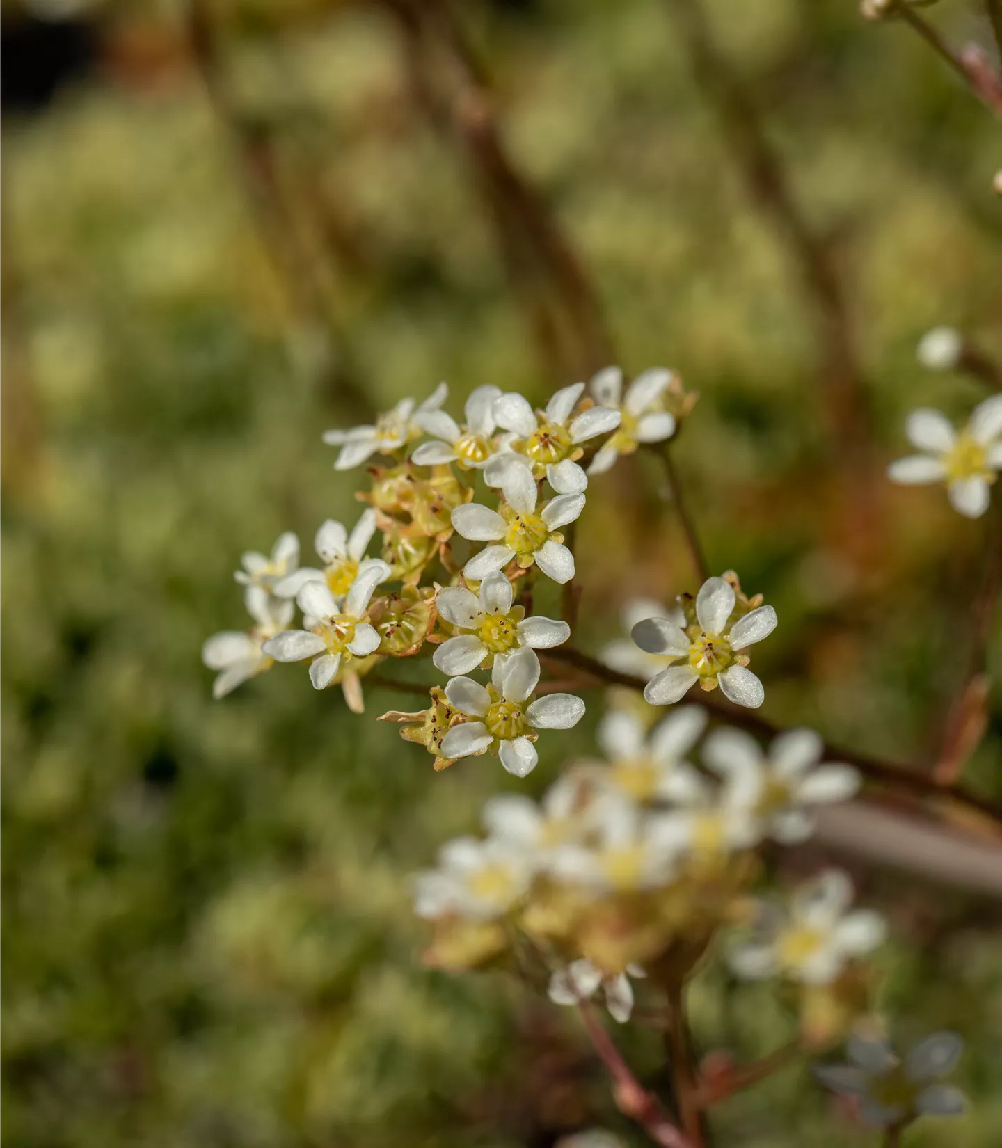 Saxifraga paniculata