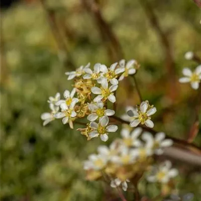 Topfgrösse 0.5 Liter - Trauben-Steinbrech - Saxifraga paniculata